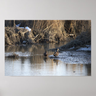 Ducks in Water Poster