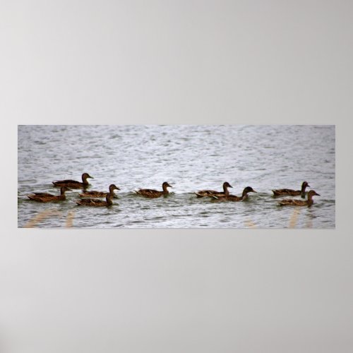 Ducks in Water Poster