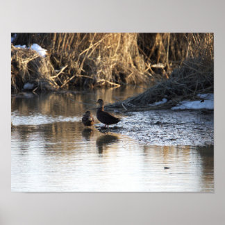 Ducks in Water Poster