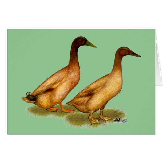 Ducks: Khaki Campbell Cards (Front Horizontal)