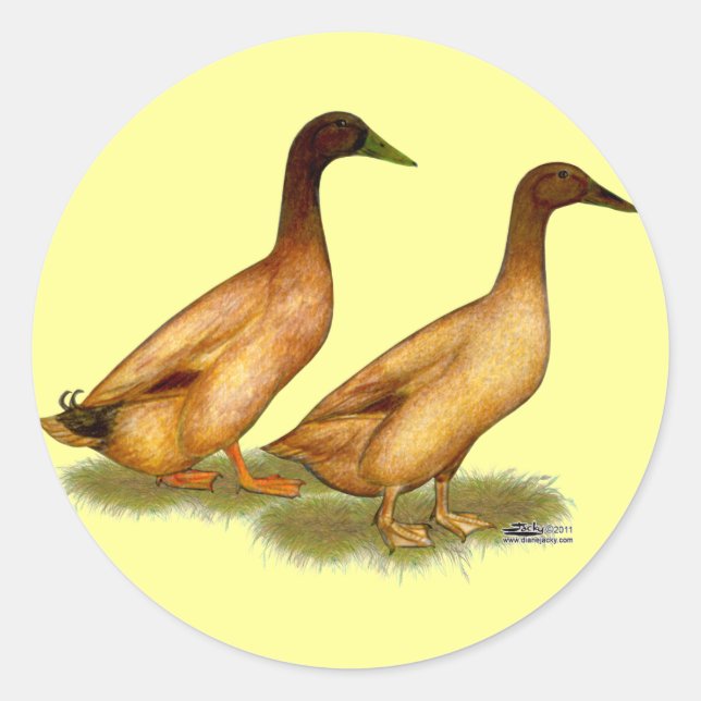 Ducks:  Khaki Campbell Classic Round Sticker (Front)