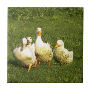 ducks, live, meadow, animal, farm, country life, ceramic tile