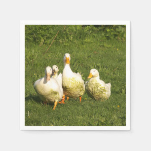 ducks, live, meadow, animal, farm, country life, napkins