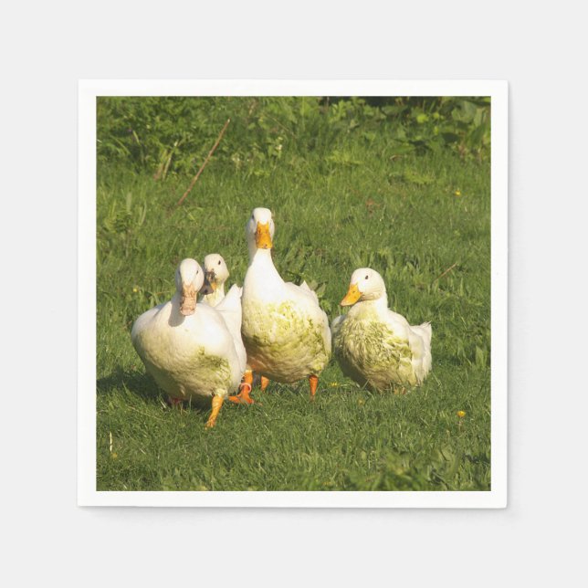 ducks, live, meadow, animal, farm, country life, napkins (Front)