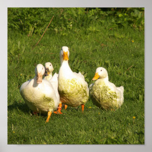 ducks, live, meadow, animal, farm, country life, poster