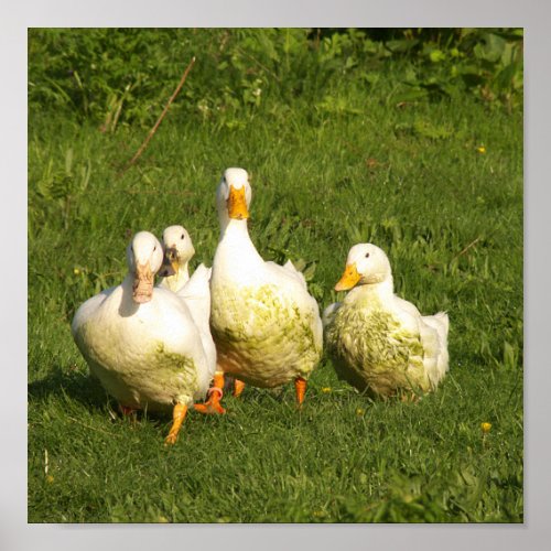 ducks live meadow animal farm country life poster