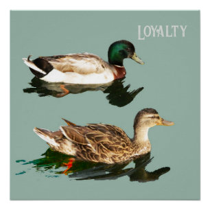 Ducks loyalty poster