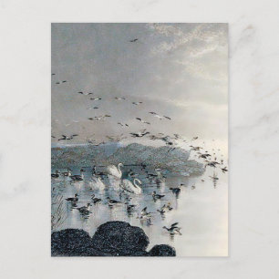 Ducks, Mallards and Swans on the lake at sunset Postcard