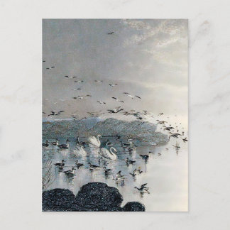 Ducks, Mallards and Swans on the lake at sunset Postcard