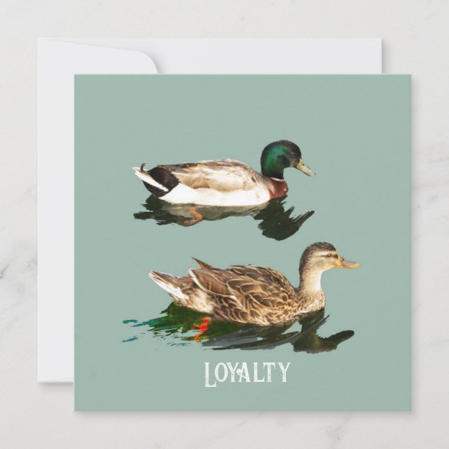 Ducks mallards holiday card (Front)