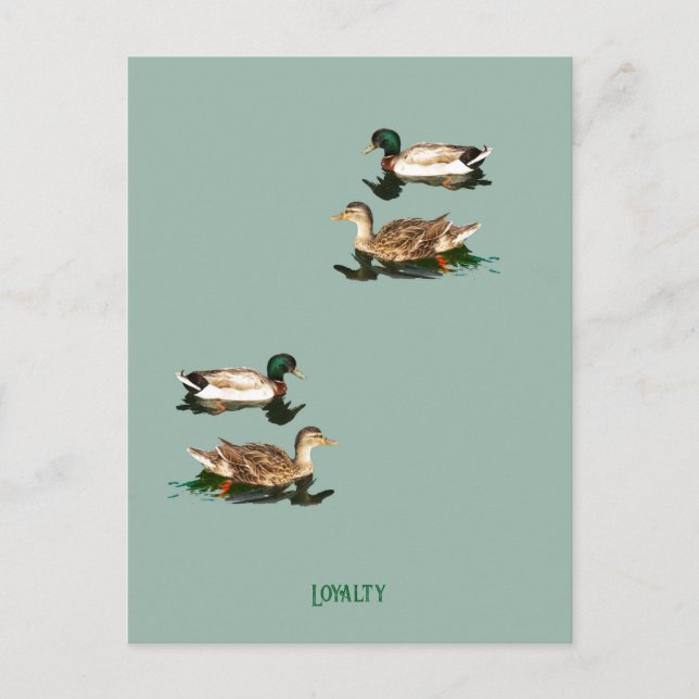Ducks mallards holiday postcard (Front)