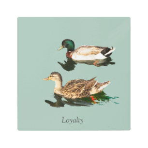 Ducks mallards metal print