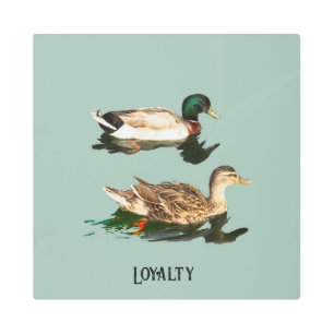 Ducks mallards metal print
