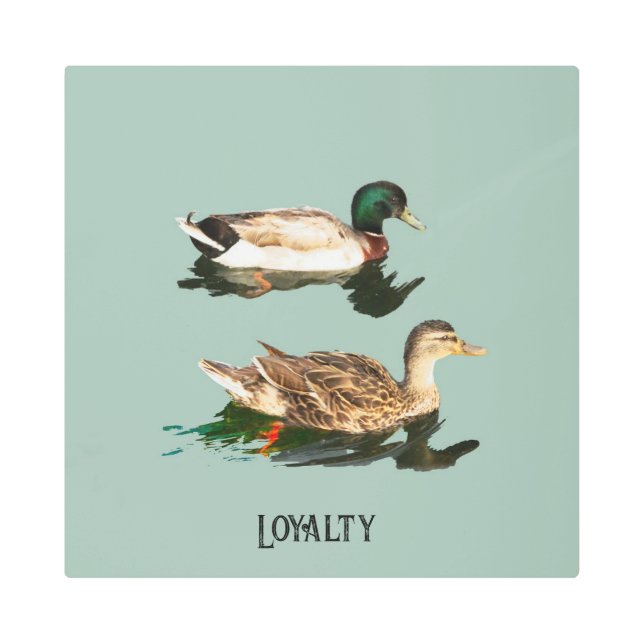 Ducks mallards metal print (Front)