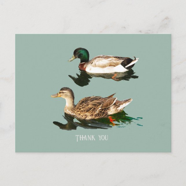 Ducks mallards postcard (Front)