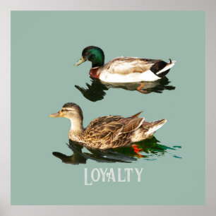 Ducks mallards poster