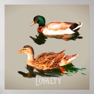 Ducks mallards poster