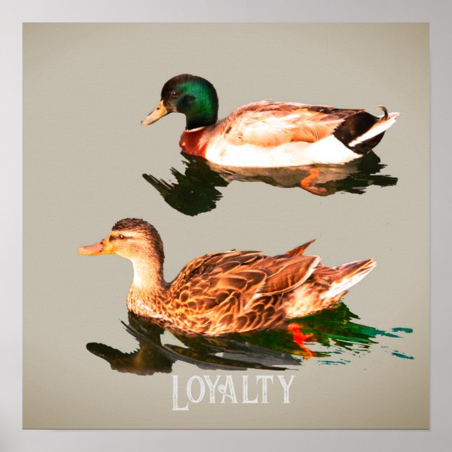 Ducks mallards poster (Front)