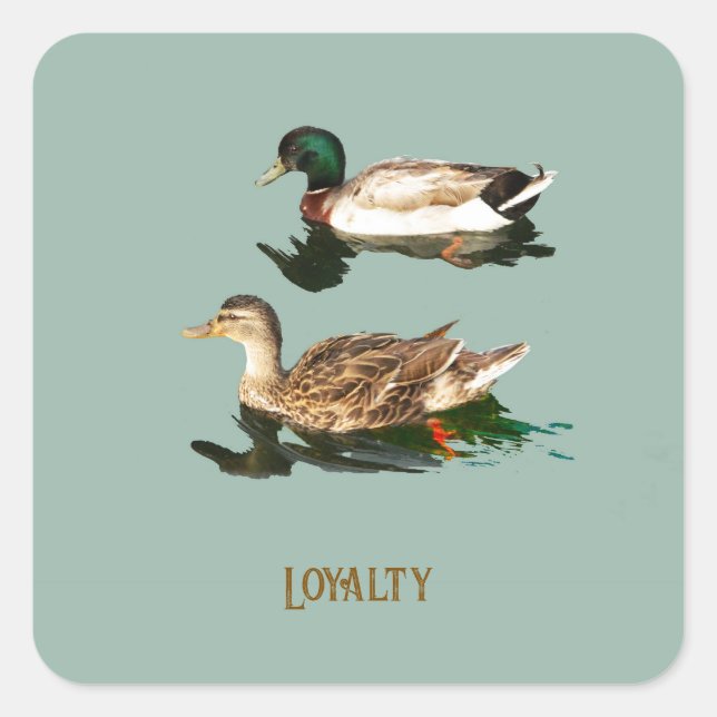 Ducks mallards square sticker (Front)