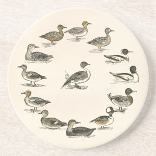 Ducks of North America Illustrations Drink Coaster