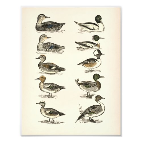 Ducks of North America Illustrations Photo Print