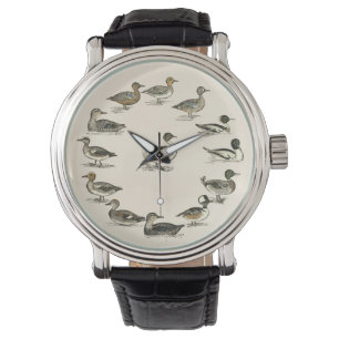 Ducks of North America Illustrations Watch