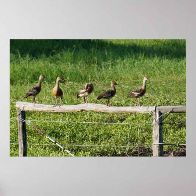 DUCKS ON A FENCE IN RURAL QUEENSLAND AUSTRALIA POSTER (Front)