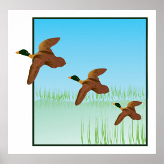 Ducks on a Pond Poster