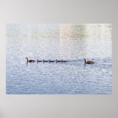 Ducks on Glen Lake Poster