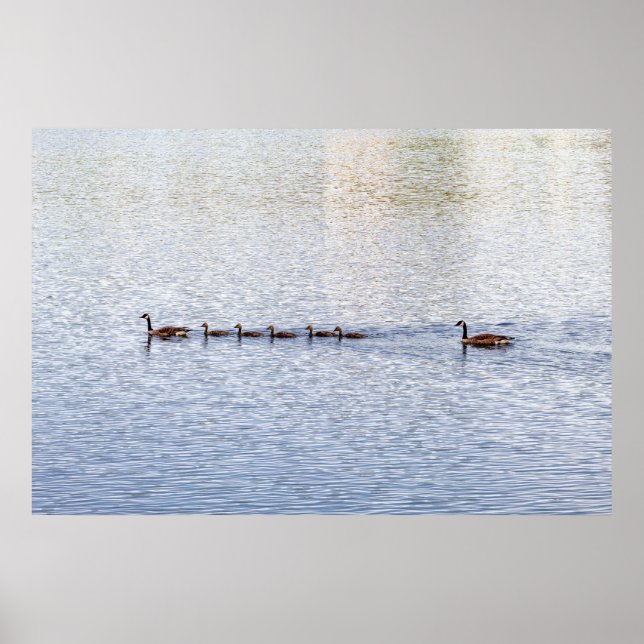 Ducks on Glen Lake Poster (Front)