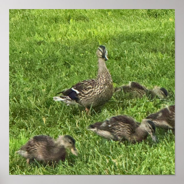 Ducks on Grass Poster (Front)