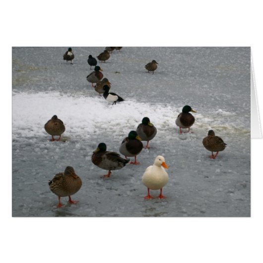 Ducks on Ice Cards (Front Horizontal)