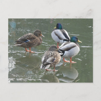 Ducks on Ice DIY Postcard