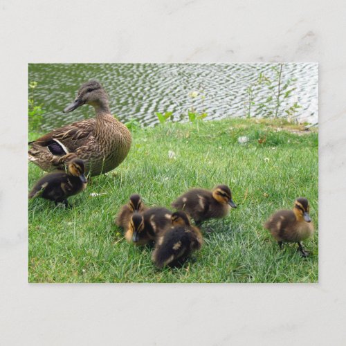 Ducks Postcard