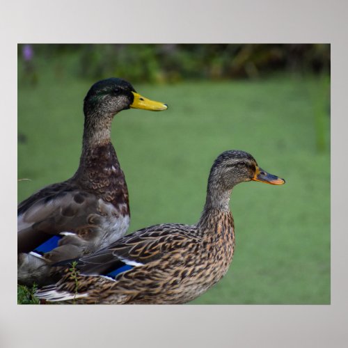 Ducks  poster
