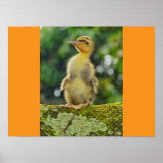 Ducks Poster