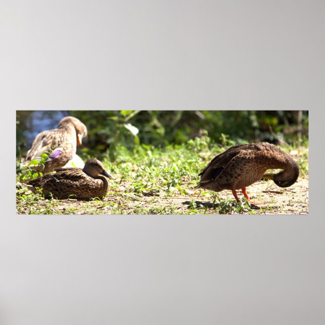 Ducks Poster (Front)