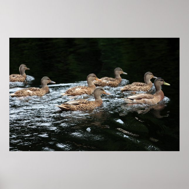 Ducks Poster (Front)