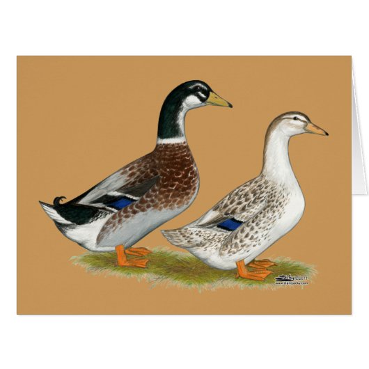 Ducks:  Silver Appleyard (Front Horizontal)