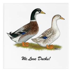 Ducks: Silver Appleyard Acrylic Print