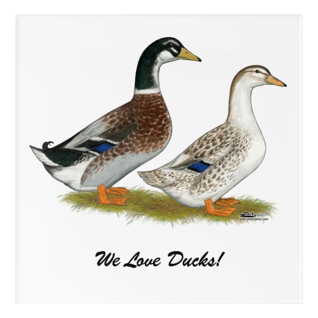 Ducks:  Silver Appleyard Acrylic Print (Front)