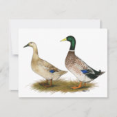 Ducks:  Silver Welsh Harlequin (Front)