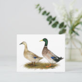 Ducks:  Silver Welsh Harlequin (Standing Front)