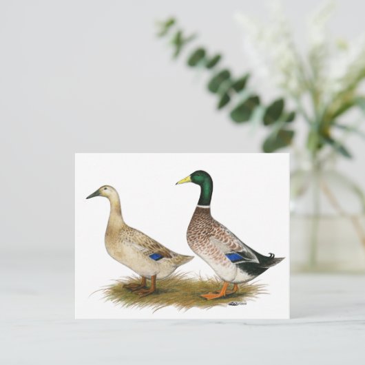 Ducks:  Silver Welsh Harlequin (Standing Front)