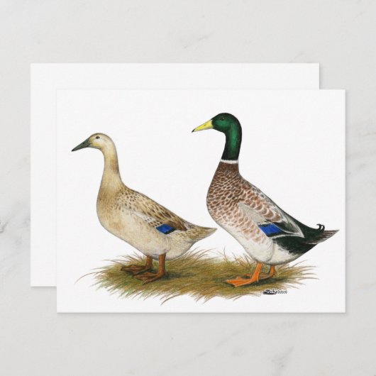 Ducks:  Silver Welsh Harlequin (Front/Back)