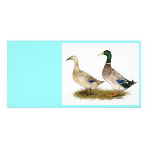 Ducks: Silver Welsh Harlequin Card