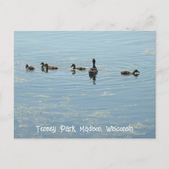 Ducks swimming at Lake Mendota Madison Wisconsin Postcard (Front)