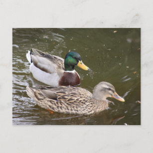 Ducks Swimming Post Card