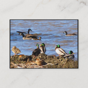 Ducks Watching Geese ATC Business Card