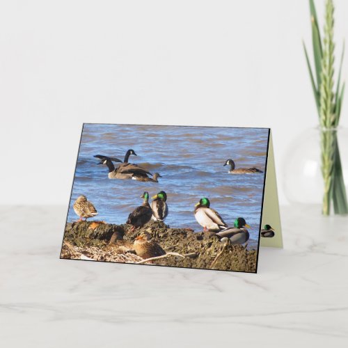 Ducks Watching Geese Birthday Card